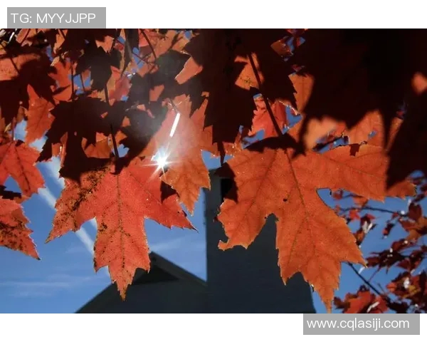 fall比赛-比赛激烈的秋日争夺，季节之魂秋日战役总决赛篇-fall比赛